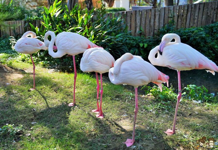 新竹景點 新竹動物園 親子旅遊 推薦旅遊 旅遊必訪