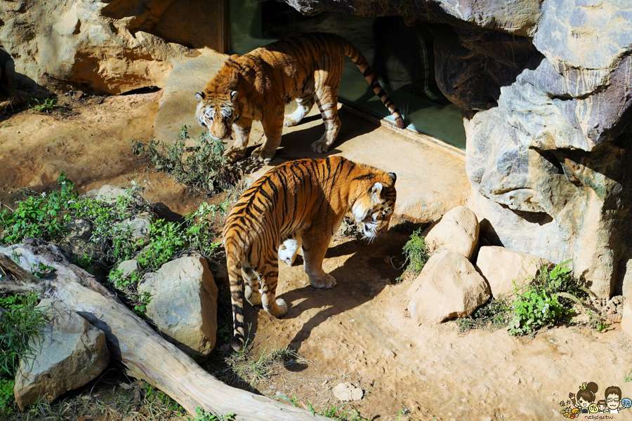 新竹景點 新竹動物園 親子旅遊 推薦旅遊 旅遊必訪