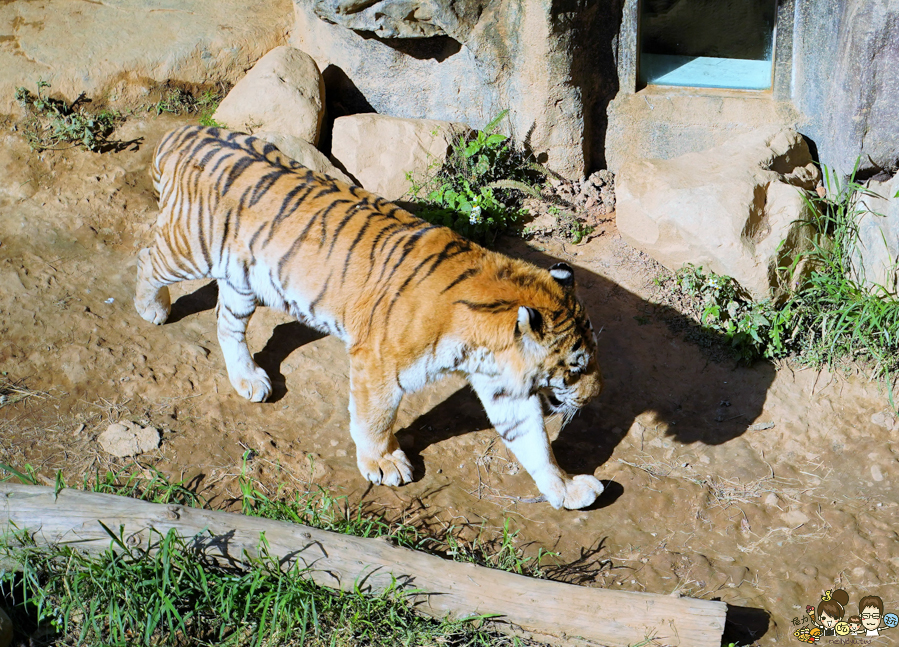 新竹景點 新竹動物園 親子旅遊 推薦旅遊 旅遊必訪