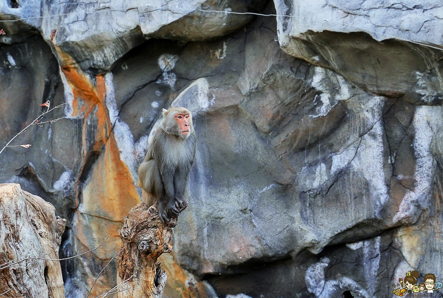 新竹景點 新竹動物園 親子旅遊 推薦旅遊 旅遊必訪