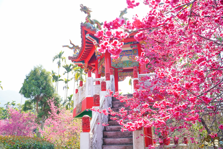 日月潭 賞櫻 櫻花 三太子 南投景點 好拍 好玩 免費 旅遊