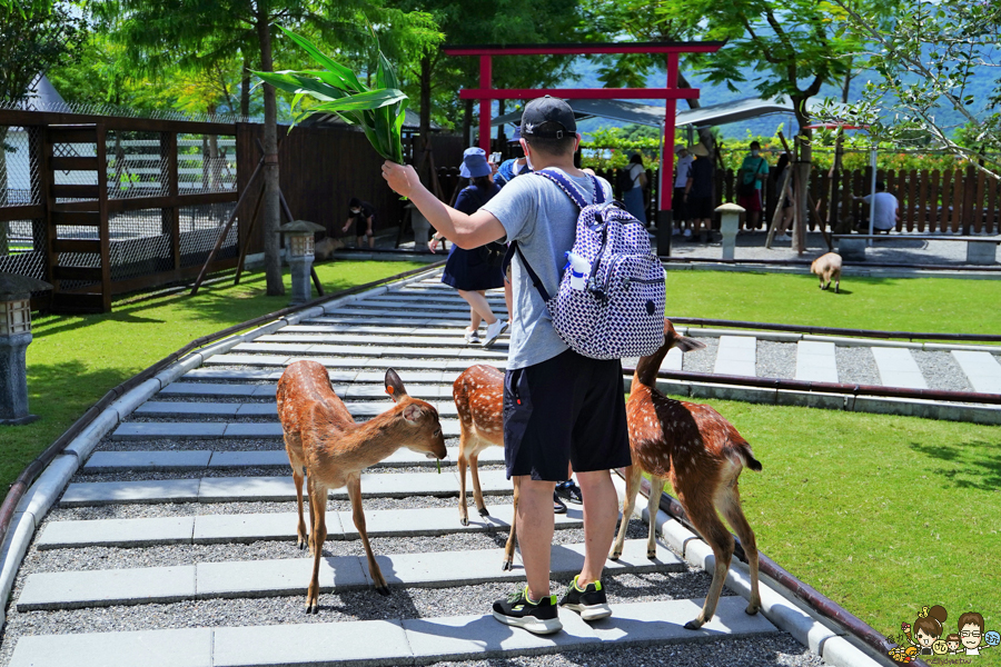 張美阿嬤農場 宜蘭景點 宜蘭旅遊 動物園 水豚君 互動 草泥馬 梅花鹿 餵食