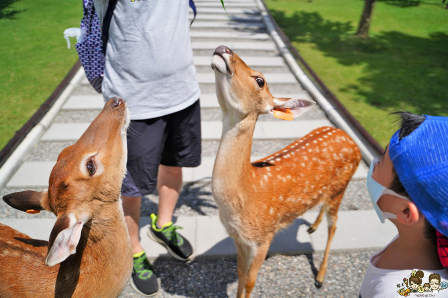 張美阿嬤農場 宜蘭景點 宜蘭旅遊 動物園 水豚君 互動 草泥馬 梅花鹿 餵食