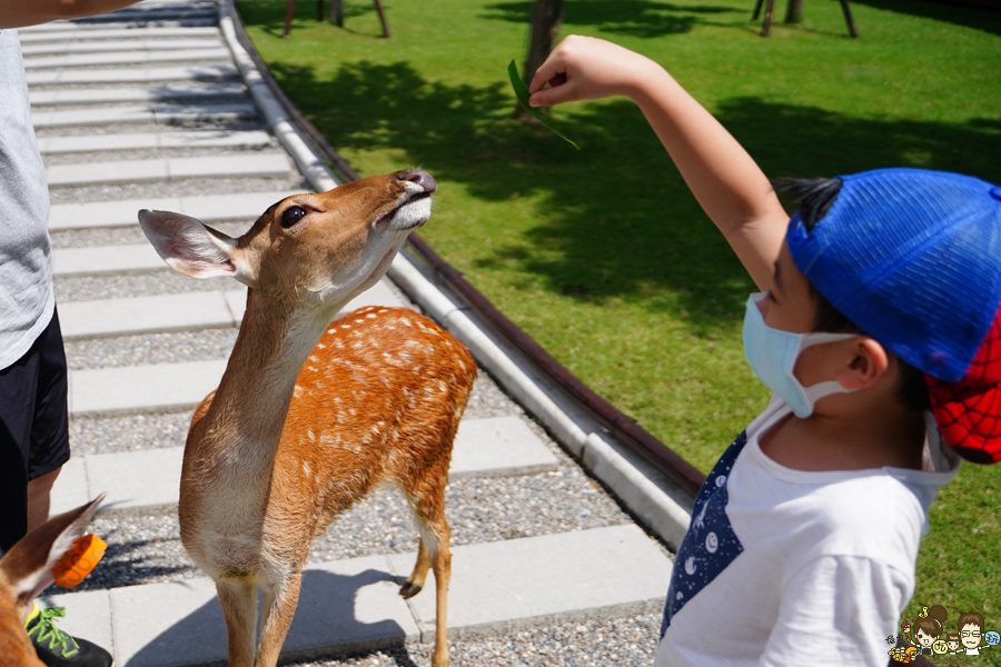 張美阿嬤農場 宜蘭景點 宜蘭旅遊 動物園 水豚君 互動 草泥馬 梅花鹿 餵食