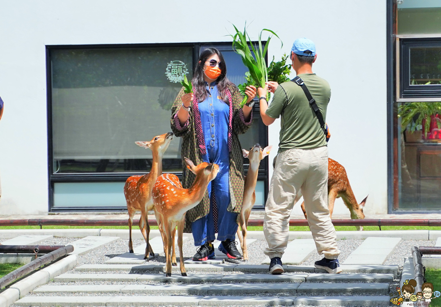 張美阿嬤農場 宜蘭景點 宜蘭旅遊 動物園 水豚君 互動 草泥馬 梅花鹿 餵食