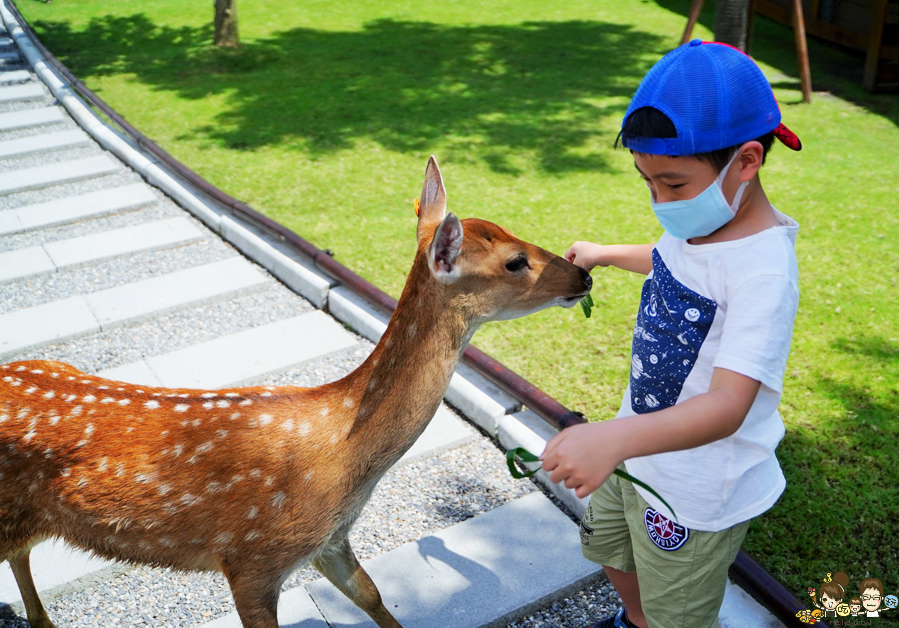 張美阿嬤農場 宜蘭景點 宜蘭旅遊 動物園 水豚君 互動 草泥馬 梅花鹿 餵食