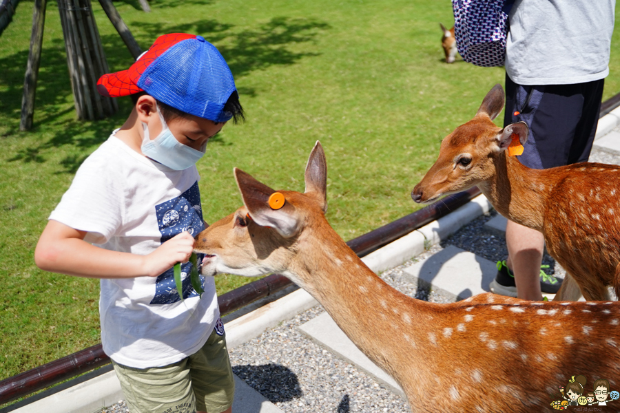 張美阿嬤農場 宜蘭景點 宜蘭旅遊 動物園 水豚君 互動 草泥馬 梅花鹿 餵食