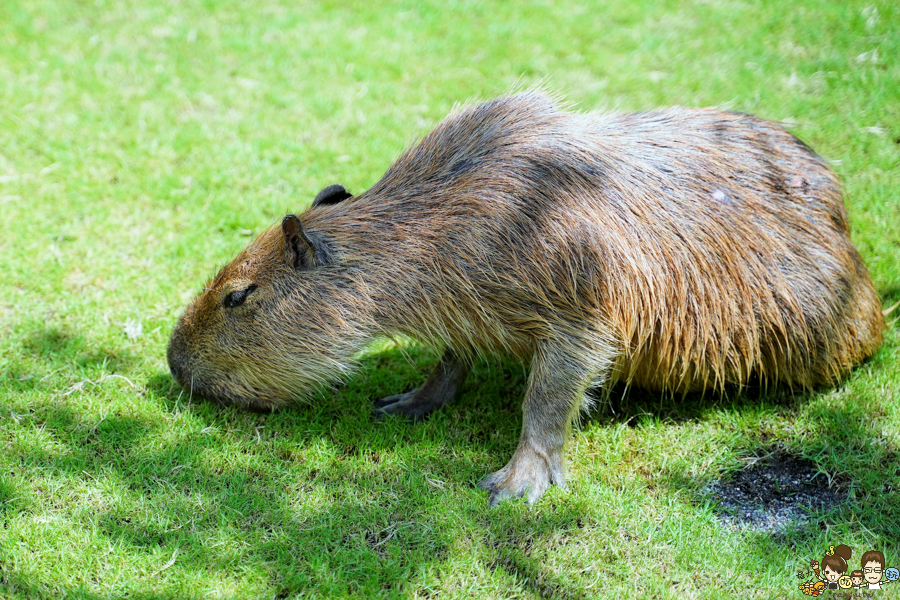 張美阿嬤農場 宜蘭景點 宜蘭旅遊 動物園 水豚君 互動 草泥馬 梅花鹿 餵食