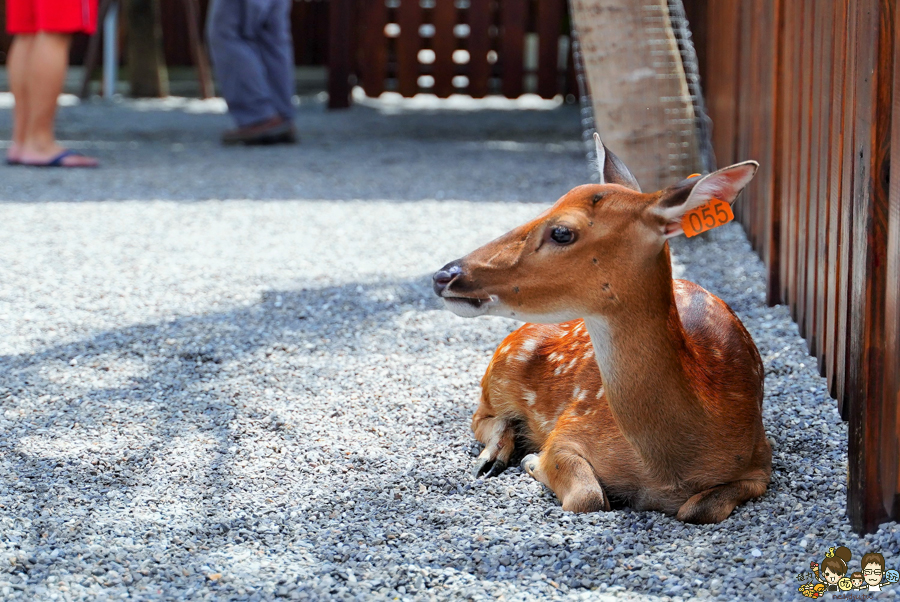 張美阿嬤農場 宜蘭景點 宜蘭旅遊 動物園 水豚君 互動 草泥馬 梅花鹿 餵食