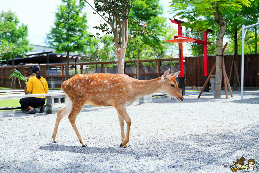 張美阿嬤農場 宜蘭景點 宜蘭旅遊 動物園 水豚君 互動 草泥馬 梅花鹿 餵食