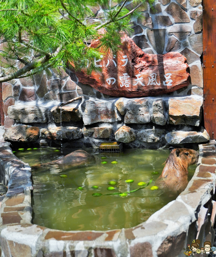 張美阿嬤農場 宜蘭景點 宜蘭旅遊 動物園 水豚君 互動 草泥馬 梅花鹿 餵食