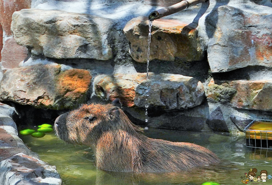 張美阿嬤農場 宜蘭景點 宜蘭旅遊 動物園 水豚君 互動 草泥馬 梅花鹿 餵食