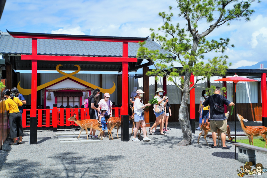 張美阿嬤農場 宜蘭景點 宜蘭旅遊 動物園 水豚君 互動 草泥馬 梅花鹿 餵食