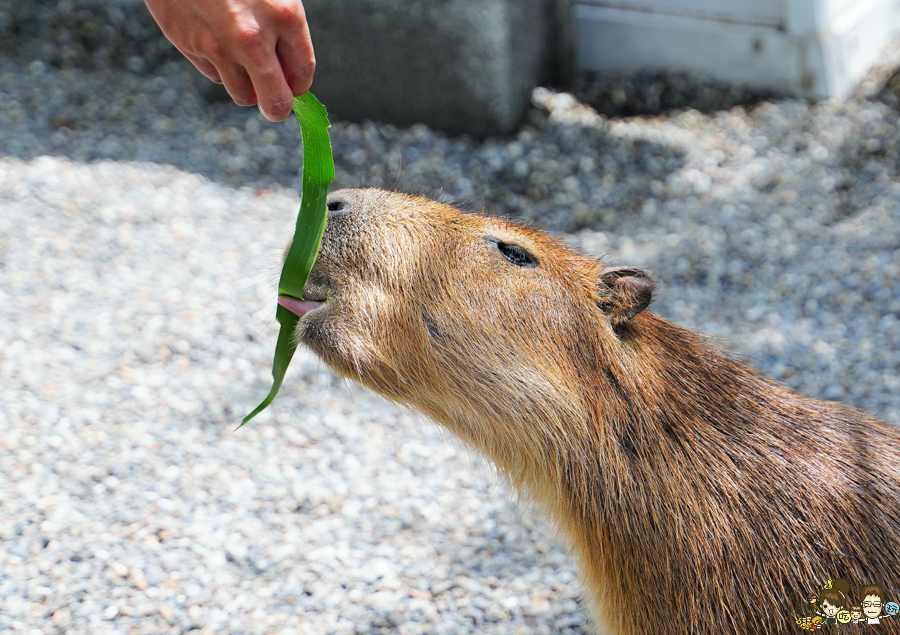 張美阿嬤農場 宜蘭景點 宜蘭旅遊 動物園 水豚君 互動 草泥馬 梅花鹿 餵食