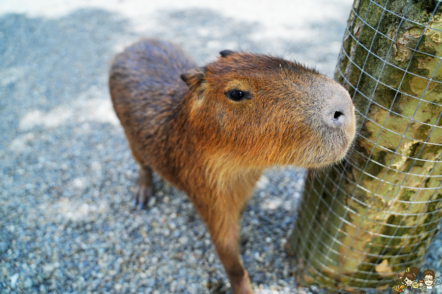 張美阿嬤農場 宜蘭景點 宜蘭旅遊 動物園 水豚君 互動 草泥馬 梅花鹿 餵食