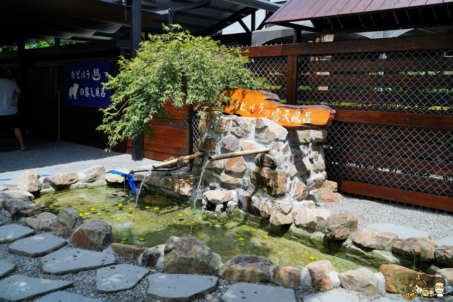 張美阿嬤農場 宜蘭景點 宜蘭旅遊 動物園 水豚君 互動 草泥馬 梅花鹿 餵食