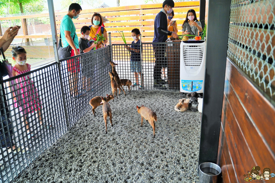 張美阿嬤農場 宜蘭景點 宜蘭旅遊 動物園 水豚君 互動 草泥馬 梅花鹿 餵食