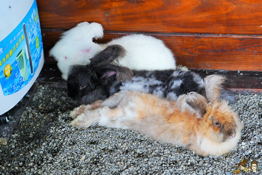 張美阿嬤農場 宜蘭景點 宜蘭旅遊 動物園 水豚君 互動 草泥馬 梅花鹿 餵食