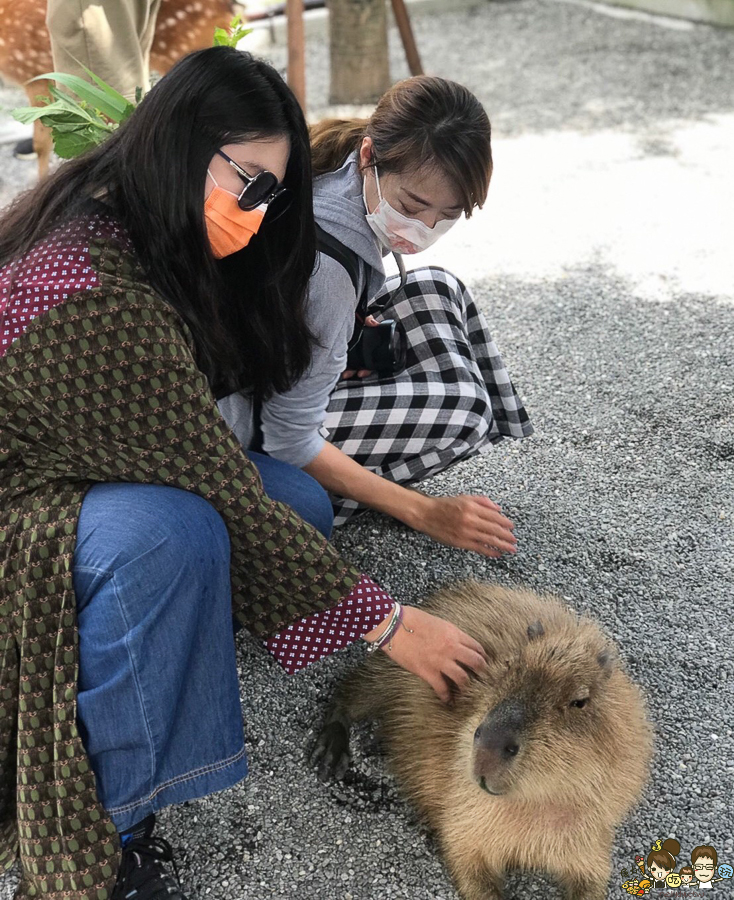 張美阿嬤農場 宜蘭景點 宜蘭旅遊 動物園 水豚君 互動 草泥馬 梅花鹿 餵食