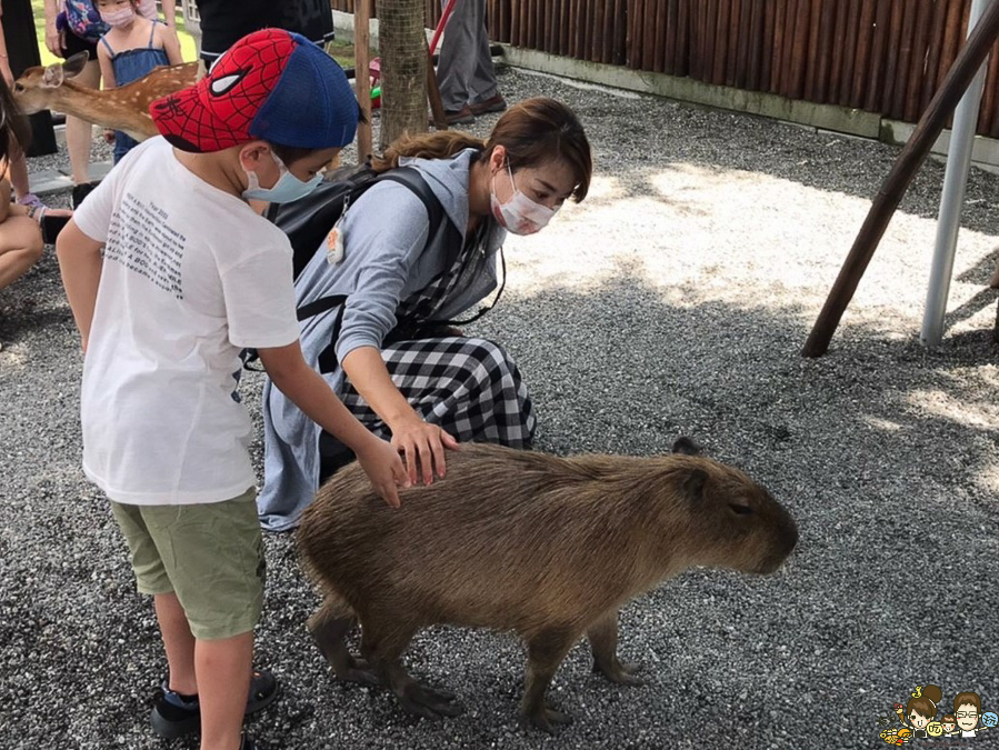 張美阿嬤農場 宜蘭景點 宜蘭旅遊 動物園 水豚君 互動 草泥馬 梅花鹿 餵食