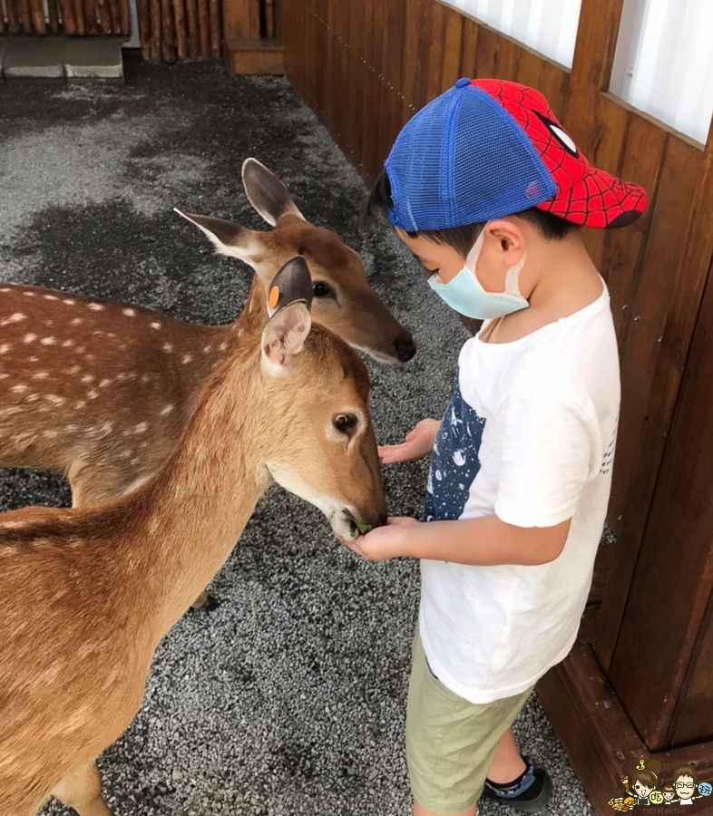 張美阿嬤農場 宜蘭景點 宜蘭旅遊 動物園 水豚君 互動 草泥馬 梅花鹿 餵食