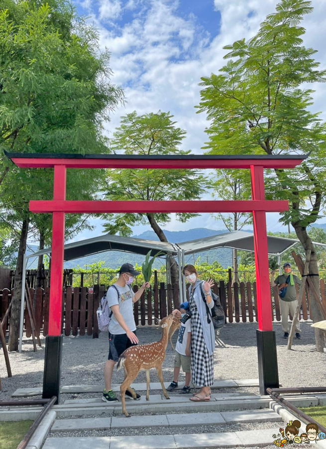 張美阿嬤農場 宜蘭景點 宜蘭旅遊 動物園 水豚君 互動 草泥馬 梅花鹿 餵食