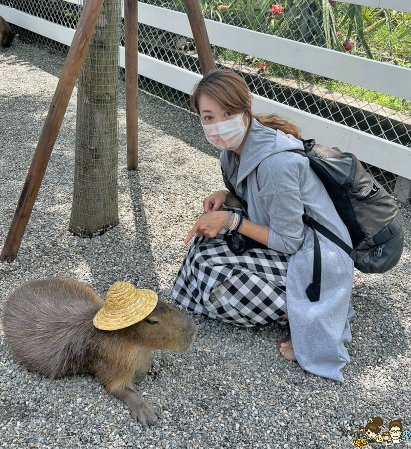 張美阿嬤農場 宜蘭景點 宜蘭旅遊 動物園 水豚君 互動 草泥馬 梅花鹿 餵食