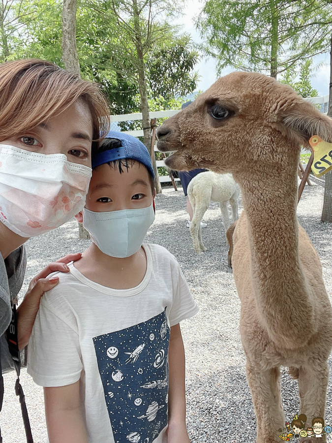 張美阿嬤農場 宜蘭景點 宜蘭旅遊 動物園 水豚君 互動 草泥馬 梅花鹿 餵食