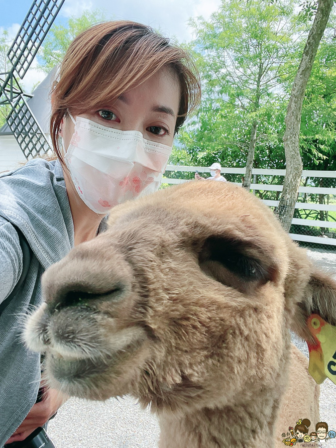 張美阿嬤農場 宜蘭景點 宜蘭旅遊 動物園 水豚君 互動 草泥馬 梅花鹿 餵食