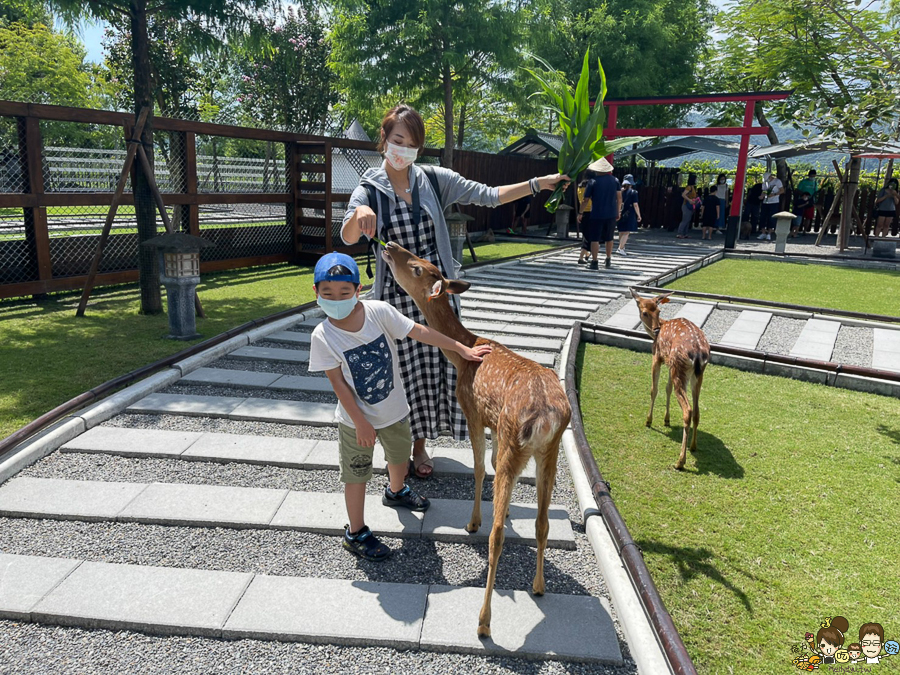 張美阿嬤農場 宜蘭景點 宜蘭旅遊 動物園 水豚君 互動 草泥馬 梅花鹿 餵食