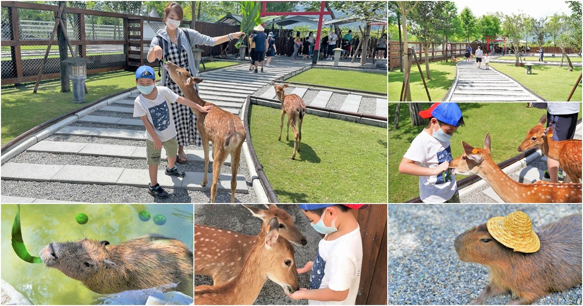 張美阿嬤農場 宜蘭景點 宜蘭旅遊 動物園 水豚君 互動 草泥馬 梅花鹿 餵食