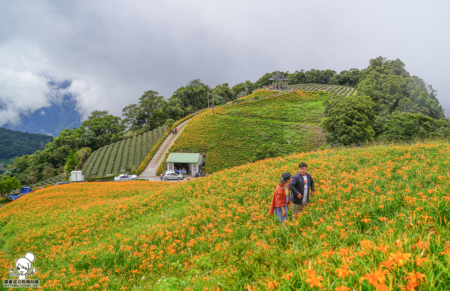 台東 台東旅遊 金針山 金針花 台東景點 台東住宿 台東親子 住宿推薦 太麻里