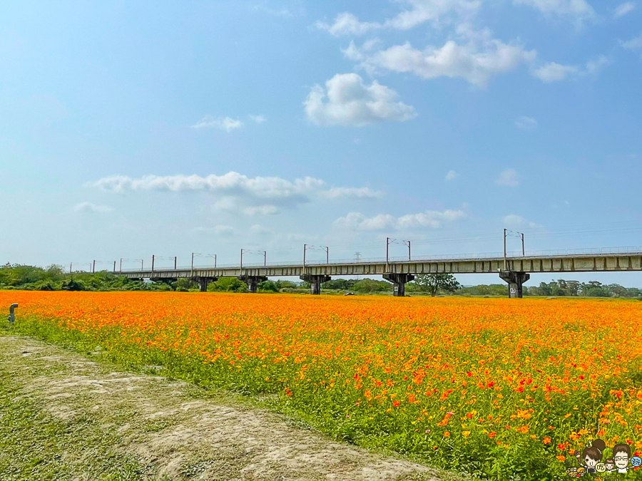 屏東旅遊 花海 限定 旅遊 波斯菊 屏東 舊鐵道 舊鐵橋 下淡水溪鐵橋