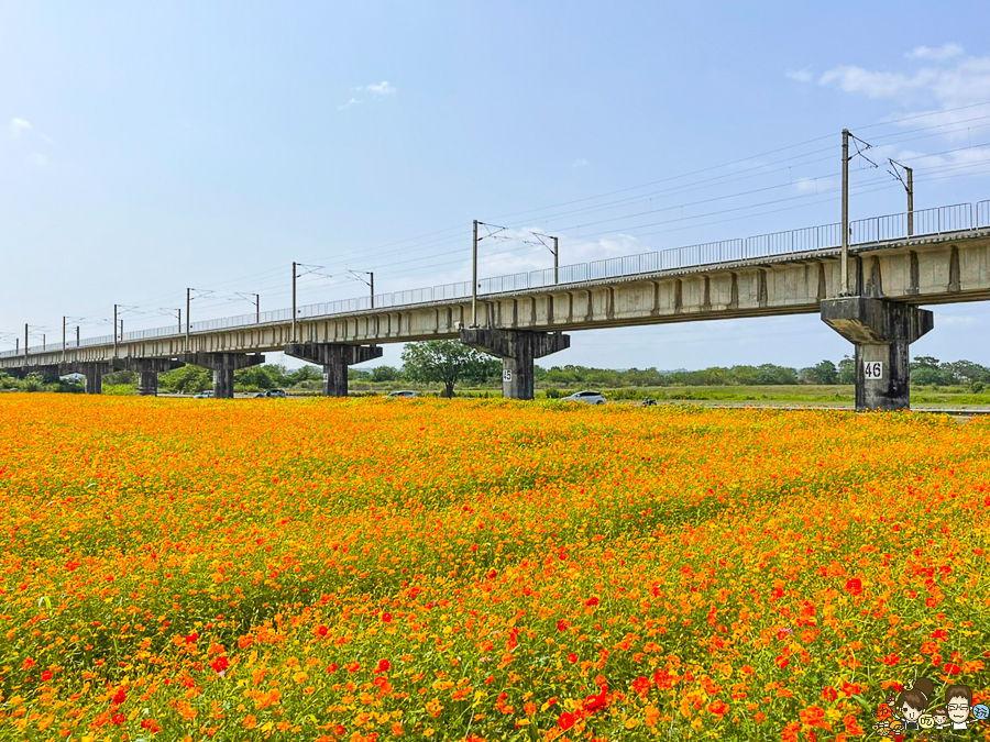 屏東旅遊 花海 限定 旅遊 波斯菊 屏東 舊鐵道 舊鐵橋 下淡水溪鐵橋