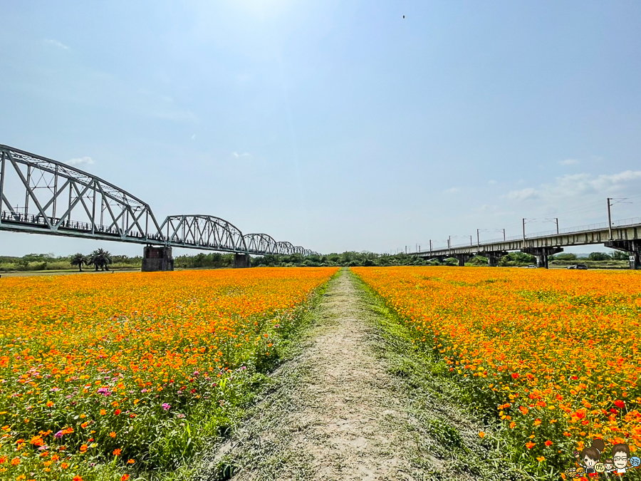 屏東旅遊 花海 限定 旅遊 波斯菊 屏東 舊鐵道 舊鐵橋 下淡水溪鐵橋