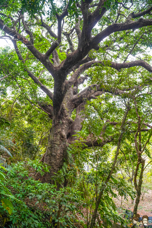 那瑪夏 螢火蟲 甲仙美食 米其林 必比登 芋頭 好吃 旅遊 深山裡的麵包 神社 高雄旅遊