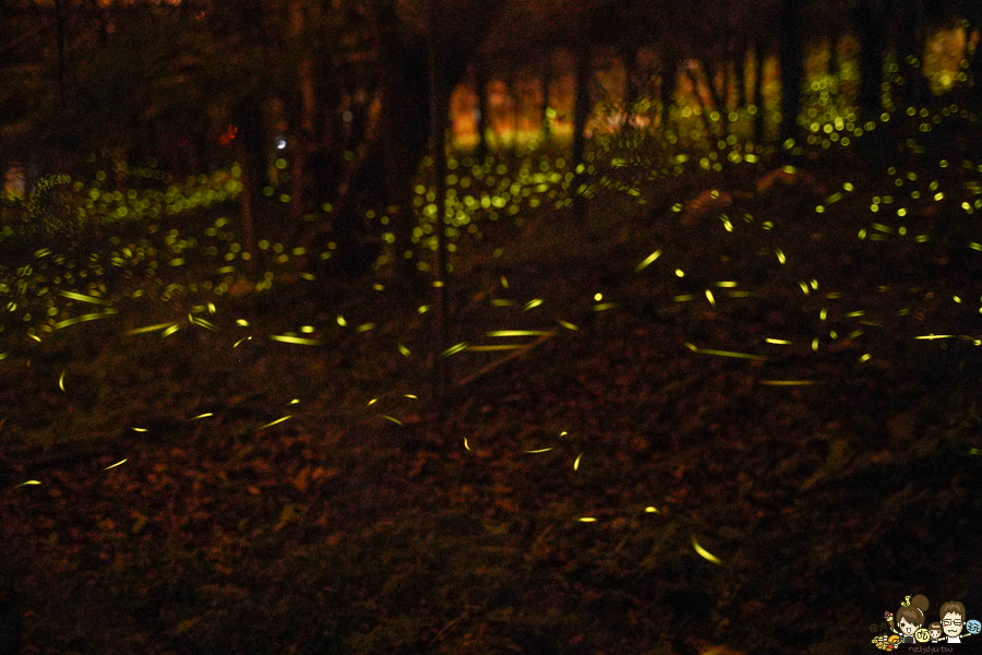 那瑪夏 螢火蟲 甲仙美食 米其林 必比登 芋頭 好吃 旅遊 深山裡的麵包 神社 高雄旅遊