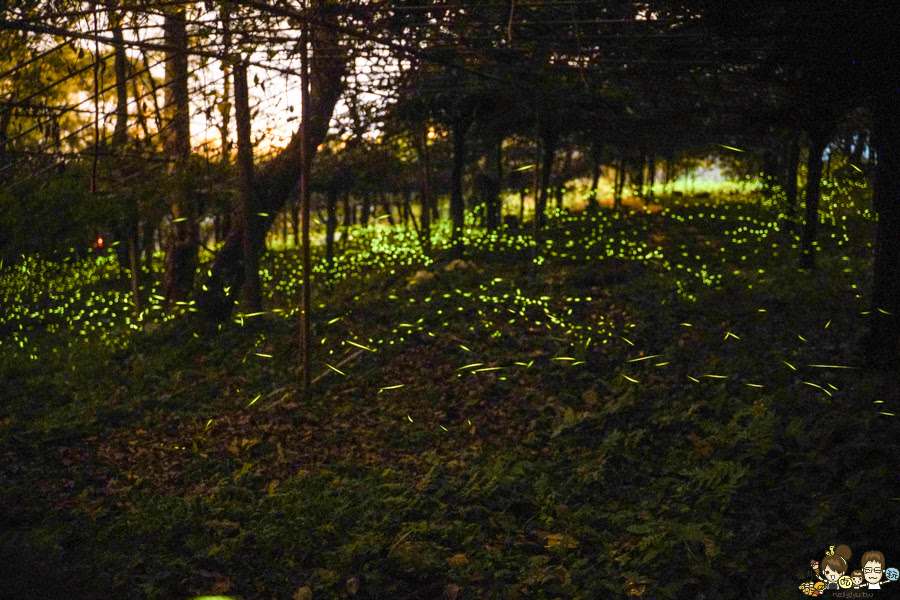 那瑪夏 螢火蟲 甲仙美食 米其林 必比登 芋頭 好吃 旅遊 深山裡的麵包 神社 高雄旅遊