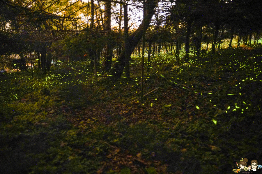 那瑪夏 螢火蟲 甲仙美食 米其林 必比登 芋頭 好吃 旅遊 深山裡的麵包 神社 高雄旅遊