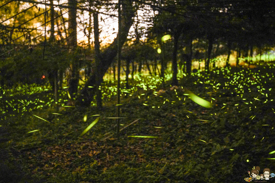 那瑪夏 螢火蟲 甲仙美食 米其林 必比登 芋頭 好吃 旅遊 深山裡的麵包 神社 高雄旅遊