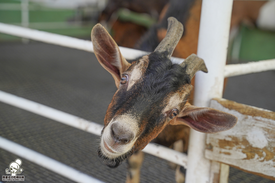 高雄牧場 戶外 放電 親子 景點 橋頭 實習生 水流莊牧場 可愛動物 休閒 旅遊 小牧羊人 體驗 