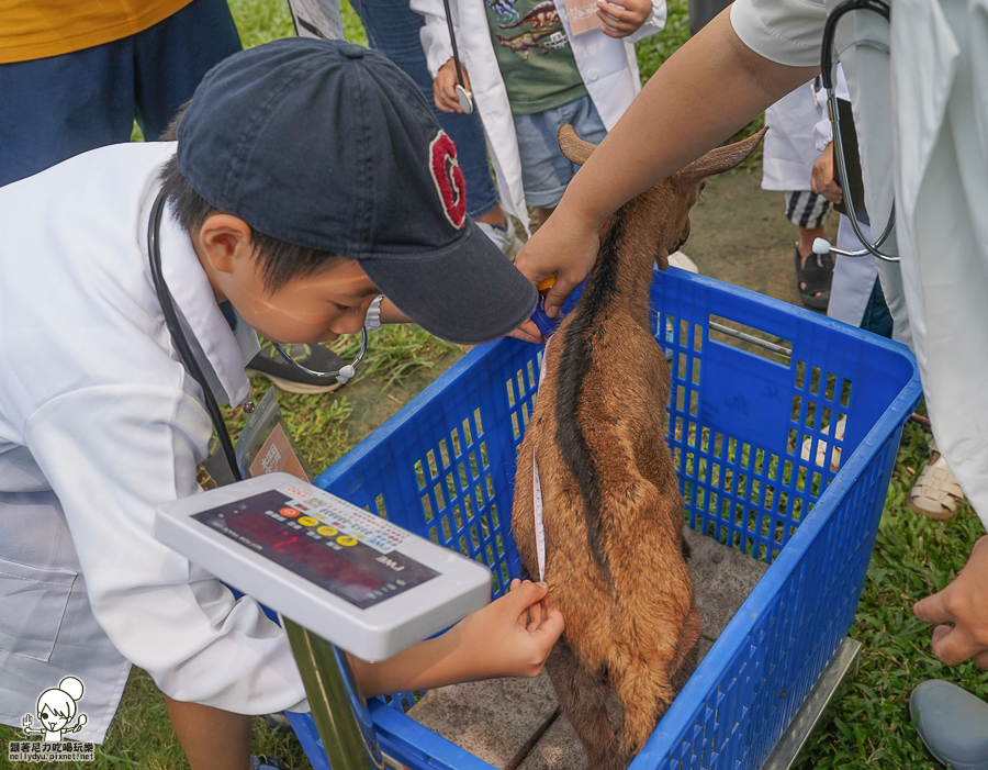 高雄牧場 戶外 放電 親子 景點 橋頭 實習生 水流莊牧場 可愛動物 休閒 旅遊 小牧羊人 體驗 