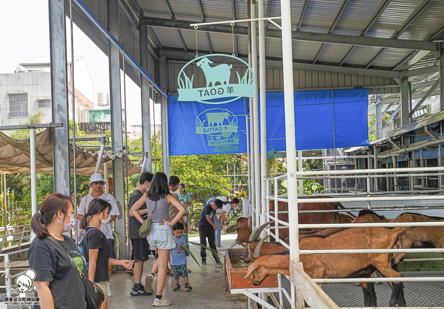 高雄牧場 戶外 放電 親子 景點 橋頭 實習生 水流莊牧場 可愛動物 休閒 旅遊 小牧羊人 體驗 