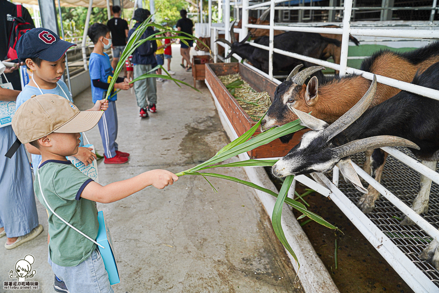 高雄牧場 戶外 放電 親子 景點 橋頭 實習生 水流莊牧場 可愛動物 休閒 旅遊 小牧羊人 體驗 