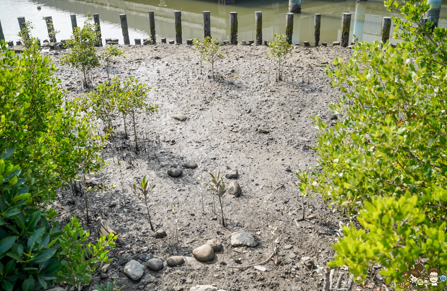 大鵬灣 旅遊 環境保育 環境 濕地 公園 親子 教育 互動 遊客中心 必遊 好玩 生態 鳥 