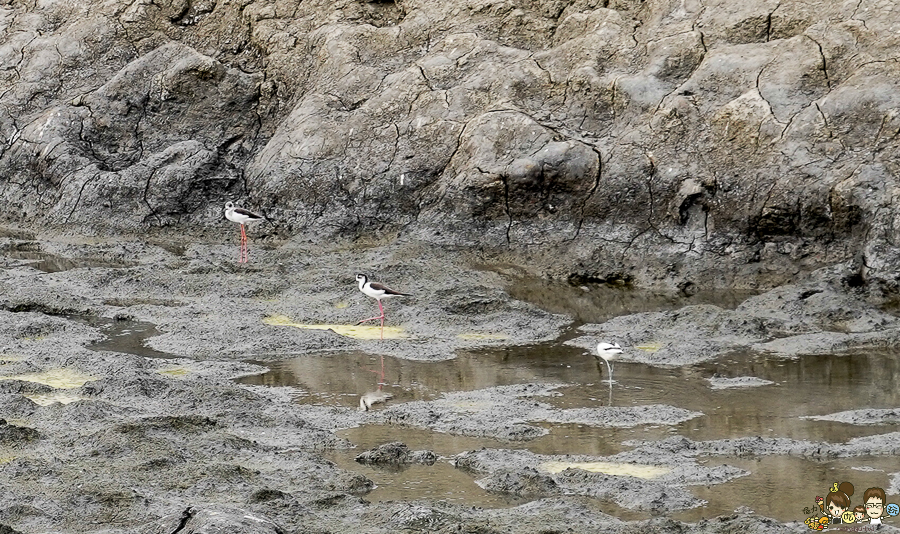 大鵬灣 旅遊 環境保育 環境 濕地 公園 親子 教育 互動 遊客中心 必遊 好玩 生態 鳥 