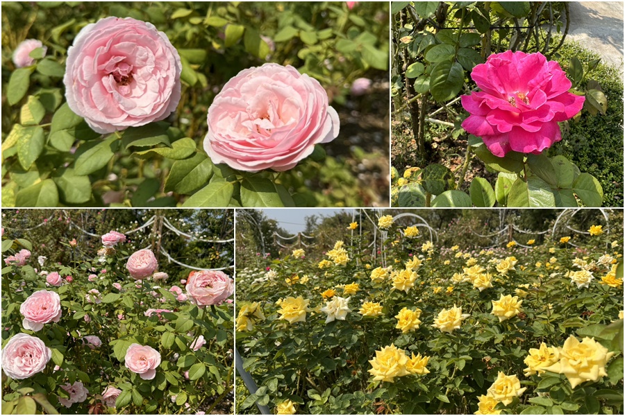 免費 花園 雅聞湖濱療癒森林 觀光工廠 台南 免費停車 入園 好玩 好拍 歐式 法式 餐廳 美食 保養