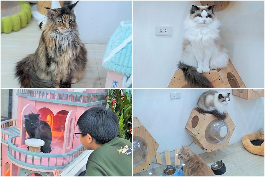 台南親子 台南景點 老虎蜜蜂遊樂園 仁德旗艦店 仁德交流道 免費喝 球池 貓咪
