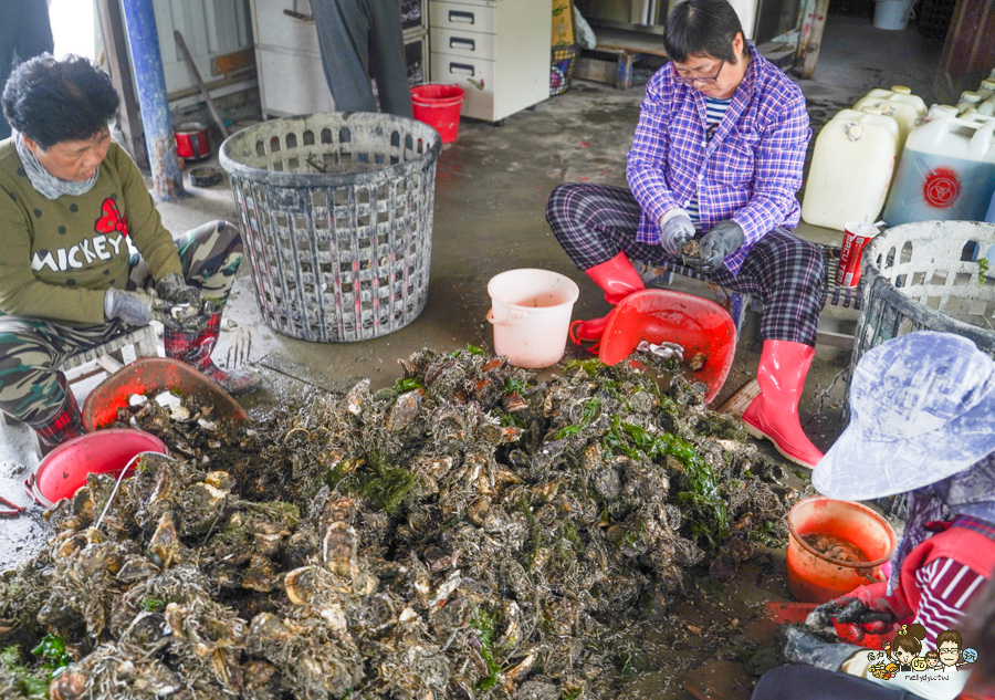 四鯤鯓鯤鯓湖紅樹林生態觀光船 台南 景點 親子 互動 生態 好玩 有趣 體驗 深度 文化 安平 鹽田 新景點