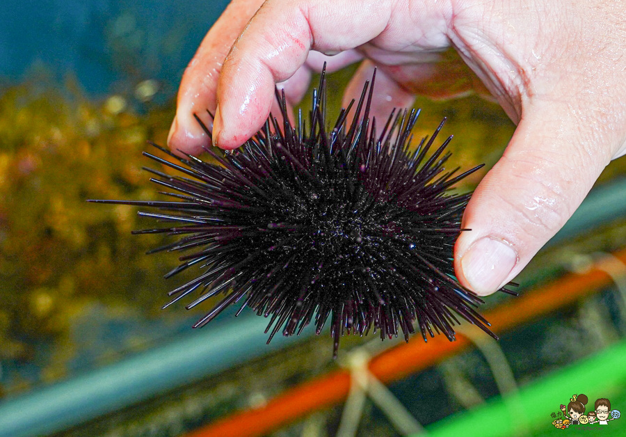 討海人海產 後壁湖生魚片 海鮮 百元生魚片 龍蝦 螃蟹 魚 現撈 漁夫料理 饕客 必吃 必訪 